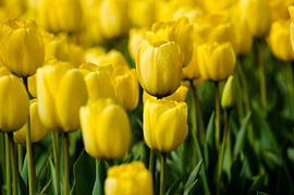 Tulpenfeld in den Niederlanden von Sjoerd van der Hucht