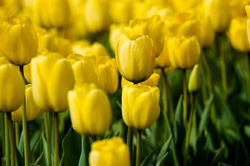 Tulpenveld in Nederland van Sjoerd van der Hucht
