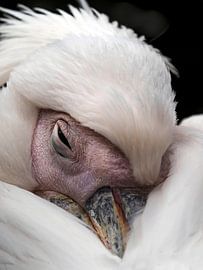 Pink Pelican : Ouwehands Dierenpark by Loek Lobel