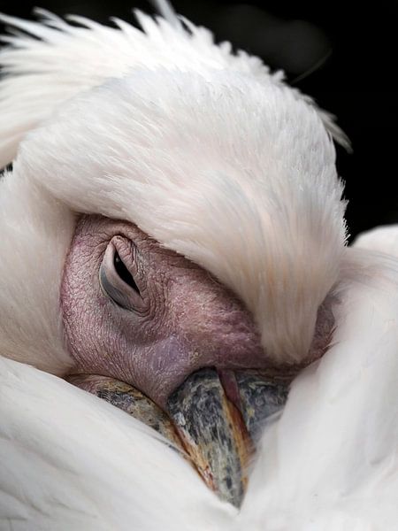 Pink Pelican : Ouwehands Dierenpark by Loek Lobel