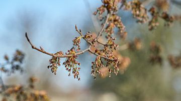 Flowers of a fluttering elm, Ulmus laevis by Heiko Kueverling