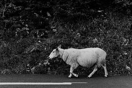 Schafe auf Asphalt von Inge Bouw