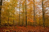 Herfst in het bos van Gert Hilbink thumbnail