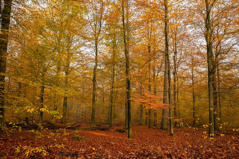 Herfst in het bos van Gert Hilbink