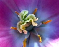 Bloem