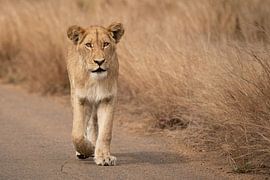 Lioness on the move by Mirjam Wisse