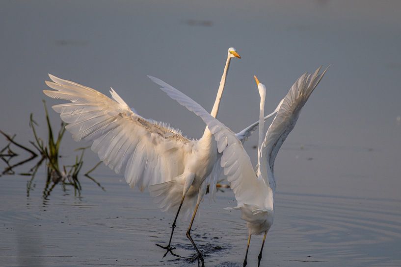 Two fighting White Herons in beautiful evening light . by Brian Morgan