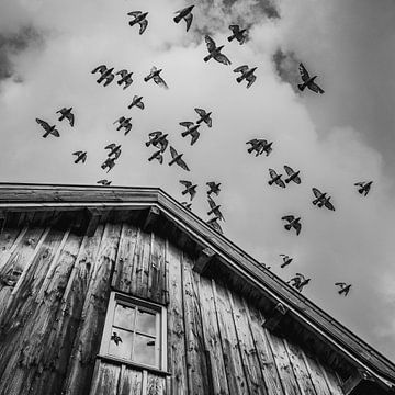 A flight of pigeons van John Goossens Photography