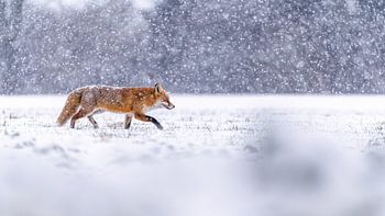 Op zoek naar voedsel