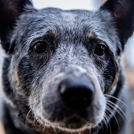 Antizipation in den Augen: die Perspektive eines Hundes von Melvin Meijer