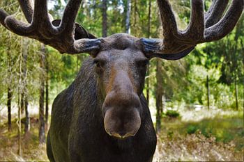 Der König der schwedischen Tierwelt