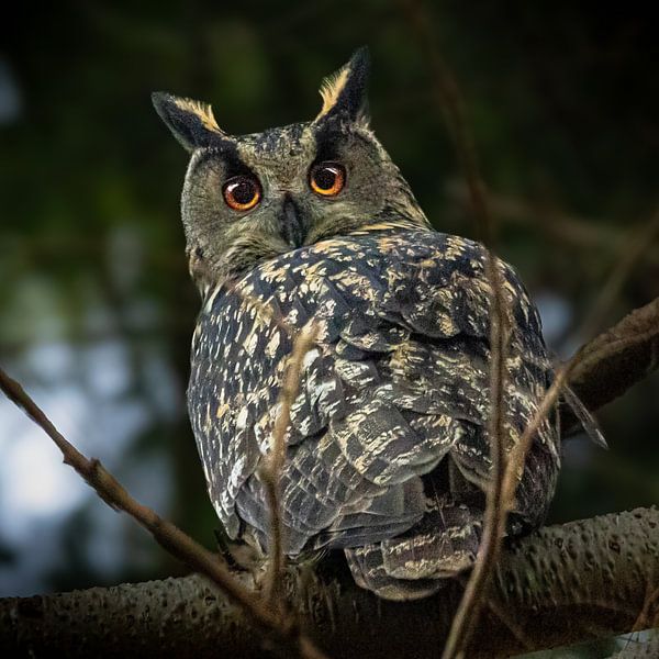 Hibou, regard magique avec des yeux rouges par Bert Huisman