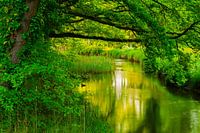 Grüner Fluss