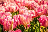 Een veld vol roze tulpen van Stedom Fotografie thumbnail