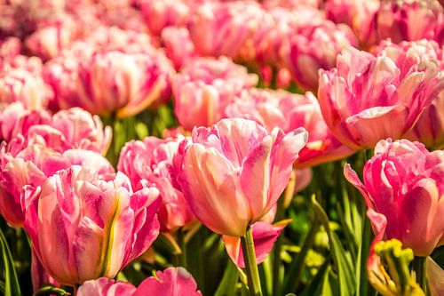 Een veld vol roze tulpen