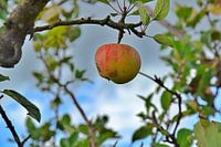 Einsamer Apfel