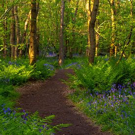 Ferns and Wild Hyacinths by Margreet Frowijn