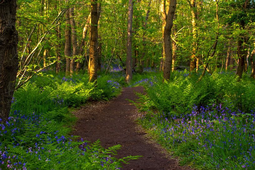 Ferns and Wild Hyacinths by Margreet Frowijn