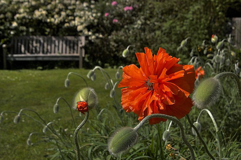 Papaver par Cor de Keijzer