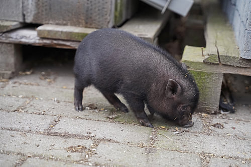 Mini biggetje bij zijn eerste uittocht op de boerderij.