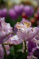 Tulipe abstraite.