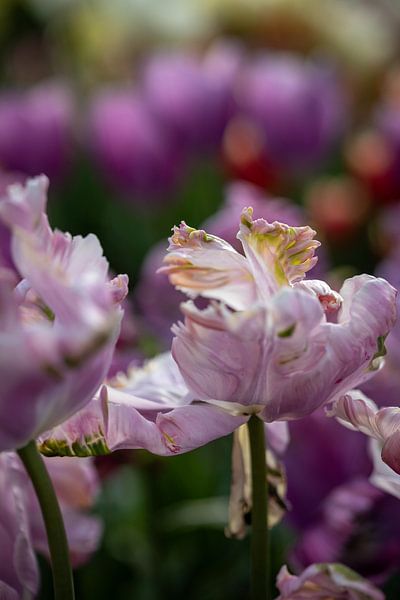 Tulipe abstraite. par Renate Pit - du Pont