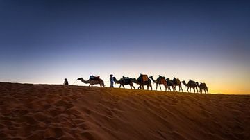 Dromedarissen in de woestijn van Marokko bij zonsondergang
