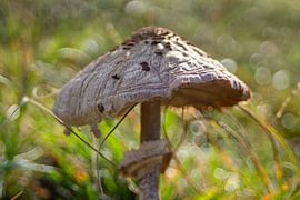 Mushroom by hans kuhne