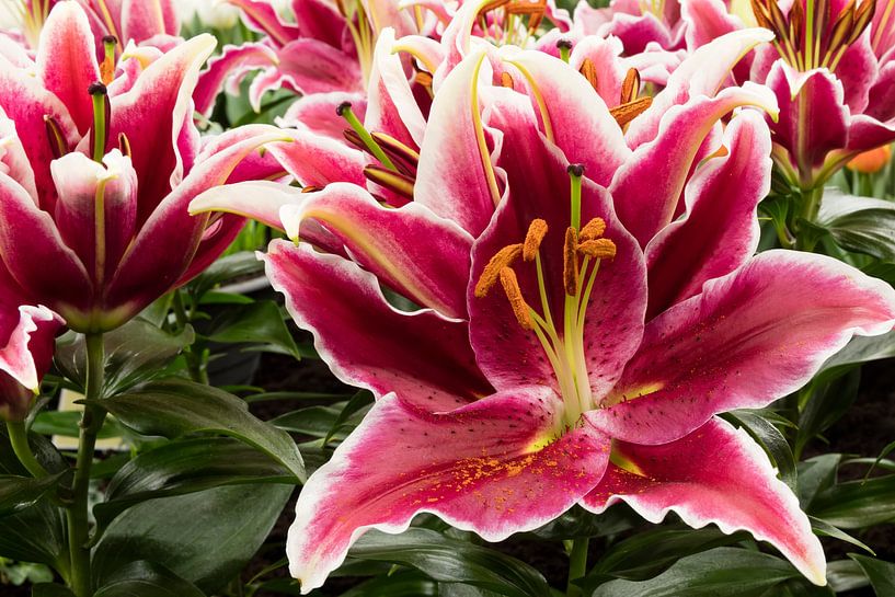 Still life with coloured lilies by eric van der eijk