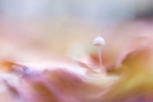 Paddenstoeltje in kleuren