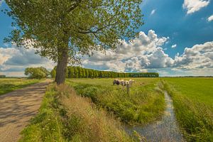 Polderlandschap in de Betuwe van Moetwil en van Dijk - Fotografie