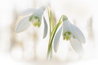 A greeting to winter