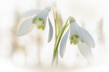 Een groet aan de winter van Diana Mieras