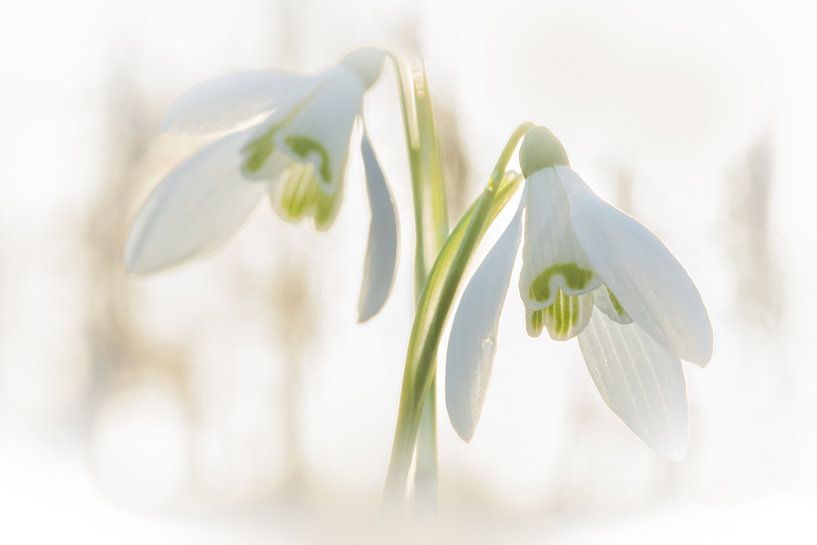 A greeting to winter by Diana Mieras