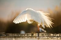 Great Egret by Bence Mate