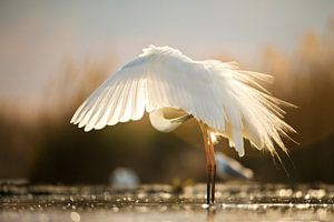 Poetsende Grote Zilverreiger van Beschermingswerk voor aan uw muur