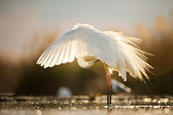 Poetsende Grote Zilverreiger