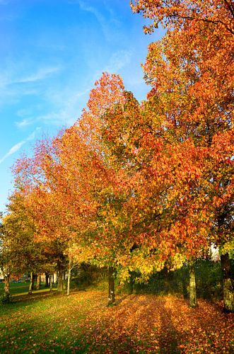 Autumn colours in the park by Corinne Welp