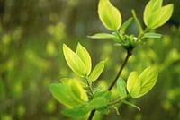 Groene kunst 3