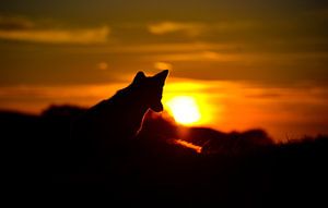 Sonnenuntergangsfuchs von Kirsten Geerts