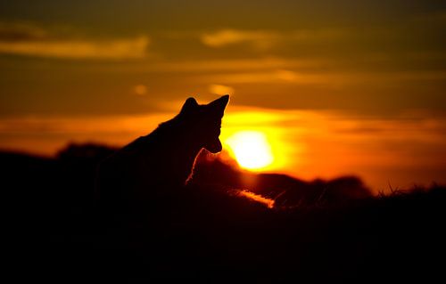 Sunset Fox