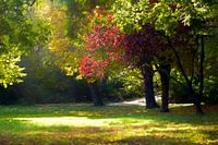 BERLIN Lietzensee - red glade