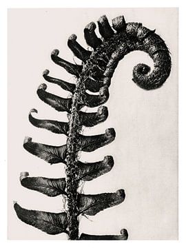 Karl Blossfeldt - Polystichum Munitum