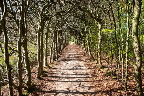 Berceau of plaited beech