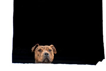 DOGS 3 by Miroslav Ptacek