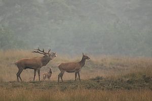 Rothirsch in der Brunftzeit von Ina Hendriks-Schaafsma