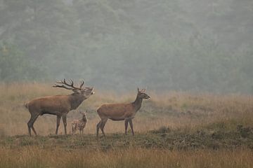 red deer in rutting season