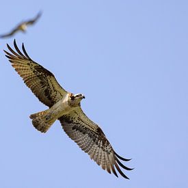 Osprey in flight by Andreas Müller