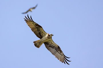 Visarend tijdens de vlucht