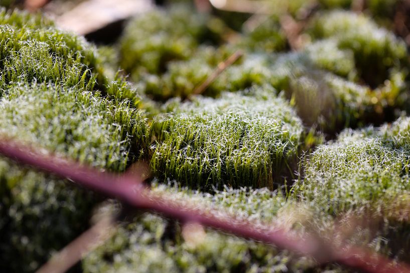 Mos closeup van Marieke Funke